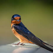 Barn Swallow And The Look Art Print