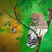 Barred Owl And Anna's Hummingbird Art Print