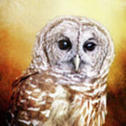 Barred Owl Portrait Art Print