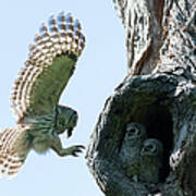 Feeding Time - Female Barred Owl Art Print