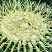 Barrel Cactus Art Print