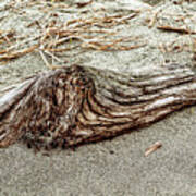 Beach Driftwood 7 Art Print