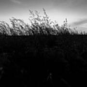 Beachgrass Sunset Black And White Art Print