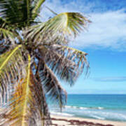 Beachy Palm Branches, Condado Beach, San Juan, Puerto Rico Art Print