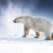 Beautiful Adult Male Polar Bear, Ursus Maritimus, Walking Across The Snow Of Svalbard Art Print