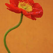 Beautiful And Vibrant  Poppy Art Print