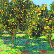 Beautiful Lemon Grove Art Print