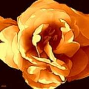 Beautiful Orange Rose Art Print