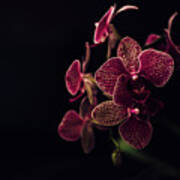 Beautiful Orchid Flower On Dark Background 2 Art Print