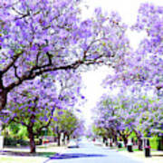 Beautiful Purple Flower Jacaranda Tree Lined Street In Full Bloom. Art Print