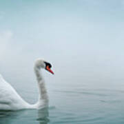 Beautiful White Swan Swimming In Water. Fine Art Nature With Wil Art Print