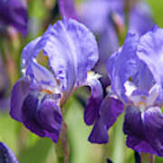 Beauty Of Irises. Irises Germanica 2 Art Print