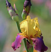 Beauty Of Irises. Milestone 1 Art Print