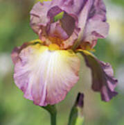Beauty Of Irises. Souzvuk 1 Art Print