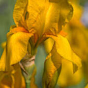 Beauty Of Irises. Zlatokop Art Print