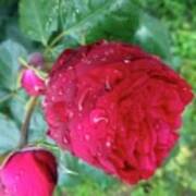 Beauty Of Red Rose Ii Art Print