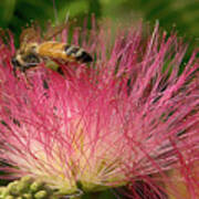 Bee On Mimosa Flower Art Print