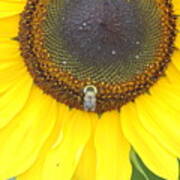 Bee On Sunflower 7 Art Print