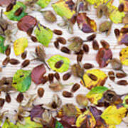 Beechnuts And Autumn Leaves Art Print