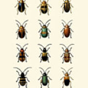 Beetle Collection Art Print