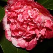 Bi-color Camellia Viii Art Print