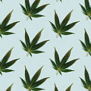 Big Beautiful Green Leaf Of Marijuana Close Up Art Print