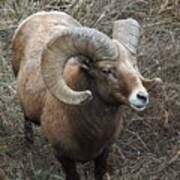 Big Horn Ram Art Print