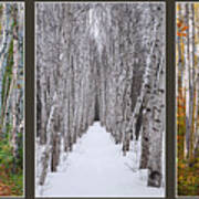 Birch Path Three Season Collage Art Print