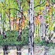 Birch Trees In The Fall Art Print