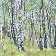 Birches Art Print