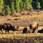 Bison Family At Sunset Near Zion Art Print