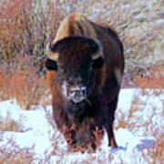 Bison Grazing In Snow Art Print