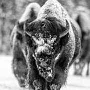 Bison In Snow Art Print