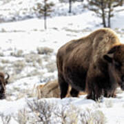 Bison In The Snow Art Print