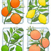 Bistro Citrus Botanical Art Quad - Orange Lemon Lime Grapefruit - Art By Jen Montgomery Art Print