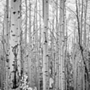 Black And White Aspen Grove Art Print