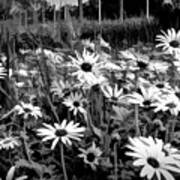 Black And White Carpet Of Wild Field Daisies Art Print