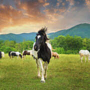 Black And White Horse At The Smoky Mountains Art Print