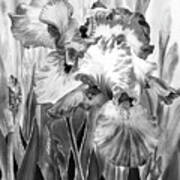 Black And White Iris Flower In The Garden Watercolor Art Print