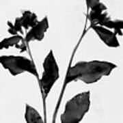 Black And White Moody Floral 2 Art Print