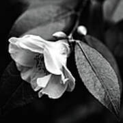 Black And White Winter Flower Art Print