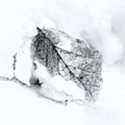 Black And White Winter Leaf Filigree Art Print