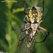 Black And Yellow Garden Spider With Cicada Prey Art Print