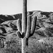 Black Arizona Series - Giant Cactus Ii Art Print