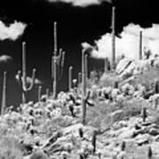 Black Arizona Series - Saguaro Cactus Hill Art Print