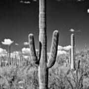 Black Arizona Series - Saguaro Cactus Ii Art Print