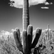 Black Arizona Series - The Saguaro Cactus Art Print