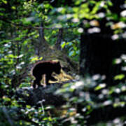 Black Bear Cub Heading Back Into The Deep Forest Art Print
