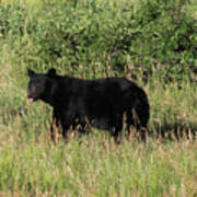 Black Bear In Field Art Print