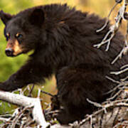 Black Bear In The Yellowstone Tree Tops Crop Art Print